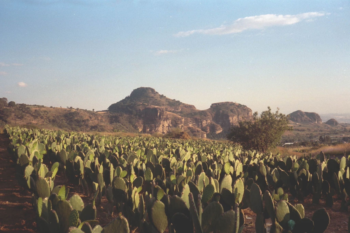 Wait — this is cactus?