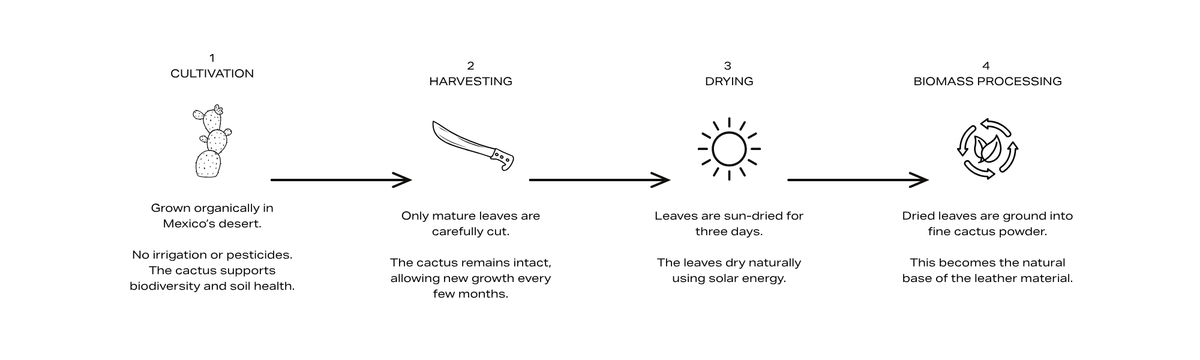 From cactus farm to processed leaves – steps 1 to 4
